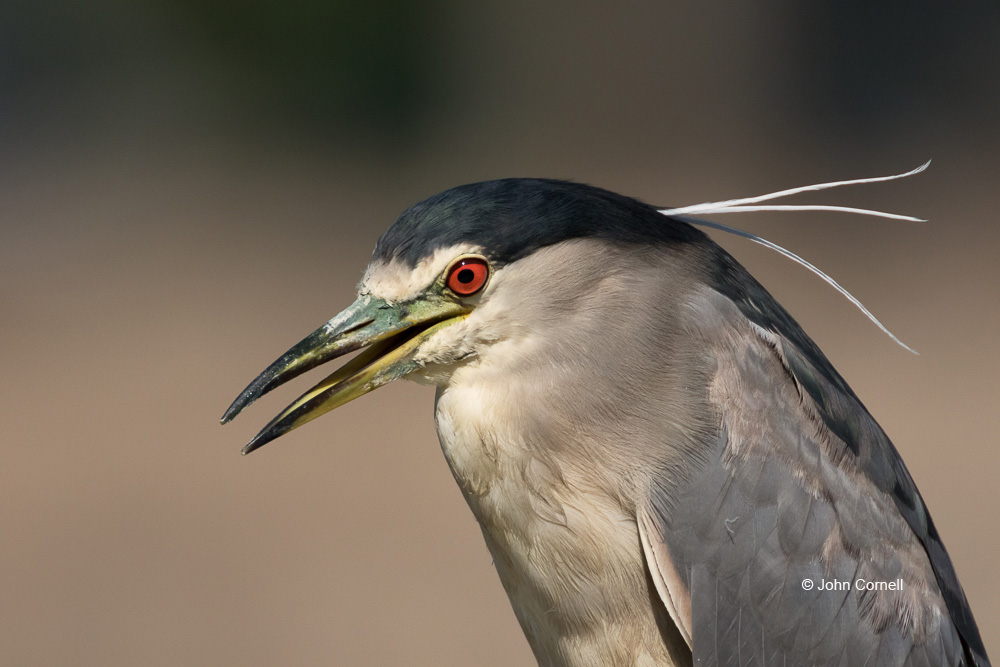 Black-crowned Night Heron;Heron;Male;Nycticorax nycticorax;One;avifauna;bird;birds;color image;color photograph;feather;feathered;feathers;natural;nature;outdoor;outdoors;portrait;wild;wilderness;wildlife